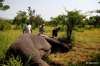 (Left to Right) Minister Gabriel Changson, Field Veterinarian Dr. Mike Kock, WCS’s Michael Lopidia collaring adult: female elephant, Republic of South Sudan. Photograph© Paul Elkan WCS
